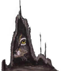 Katze